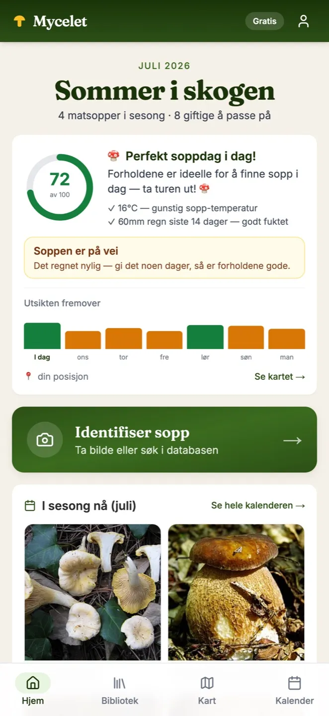 Soppforhold i Mycelet — 72 av 100, perfekt soppdag